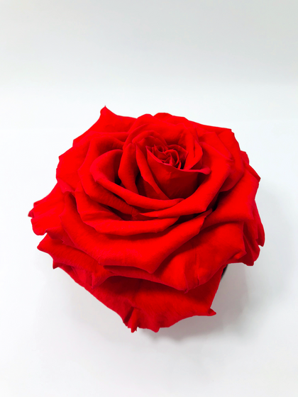 RED JUMBO ROSE + CHOICE OF STAND