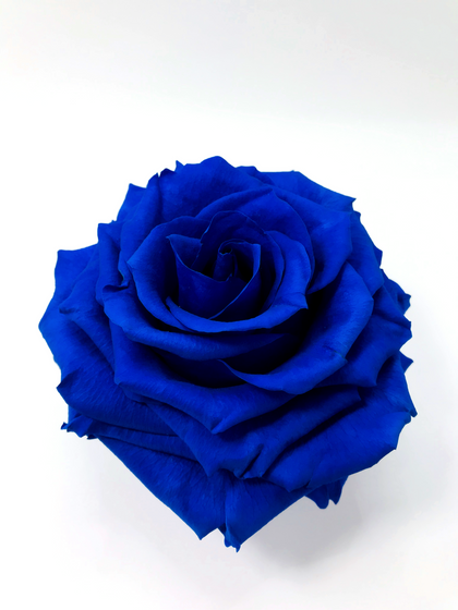 BLUE JUMBO ROSE + CHOICE OF STAND