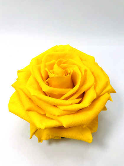 YELLOW JUMBO ROSE + CHOICE OF STAND