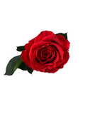 Long Stemmed SINGLE FOREVER ROSE