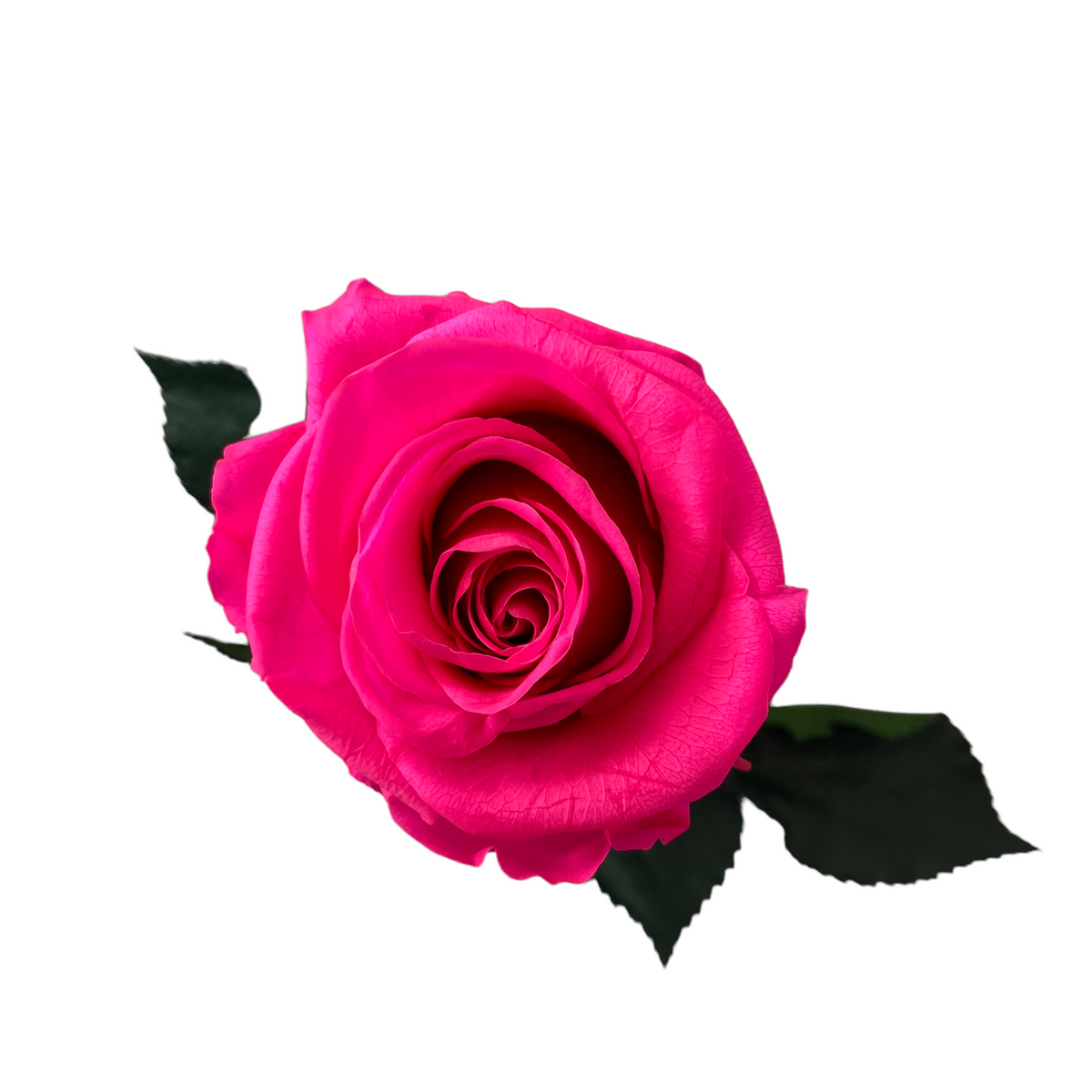 Long Stemmed SINGLE FOREVER ROSE – Mystica Rose