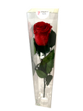 Long Stemmed SINGLE FOREVER ROSE