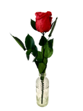 Long Stemmed SINGLE FOREVER ROSE
