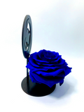 MARY stand with BLUE FOREVER ROSE