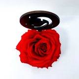 MARY stand with RED FOREVER ROSE