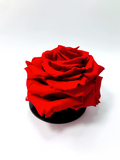 RED - Jumbo Sized Forever Rose