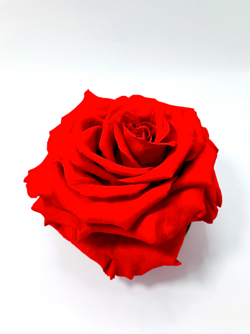 RED - Jumbo Sized Forever Rose