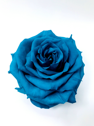 TURQUOISE - Jumbo Sized Forever Rose