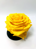 YELLOW - Jumbo Sized Forever Rose