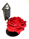 NATIVITY stand with RED FOREVER ROSE